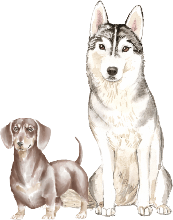 Descubre el menu perfecto para tu peludo